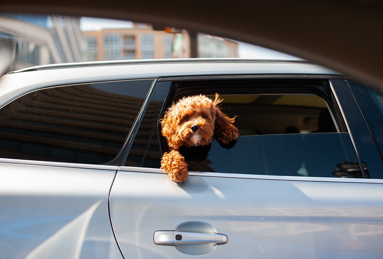 How to Help Your Dog Overcome Fear of Car Rides